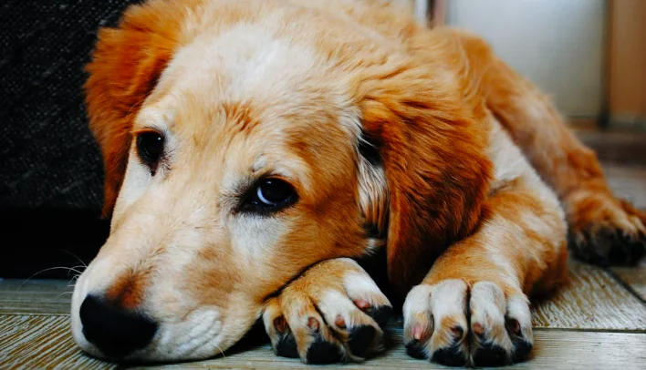 Cani anziani: come prendersene cura